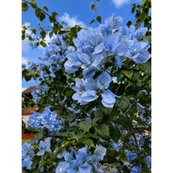 5 Biji Benih Seed Bunga Kertas Blue Sliver  Bougainvillea Bougainvilla Flower Plant