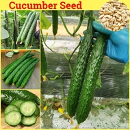 [100% Fresh Seeds] Cucumber Seed Vegetable Seeds for Pot Planting (50 Seeds Per Pack) Benih Sayur Sayuran Organic Fresh