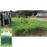 1kg Biji Benih Kangkung Cina Bamboo 9 / Chinese Convolvulus Seed /Kangkung Cabut /Kangkung Bamboo / 