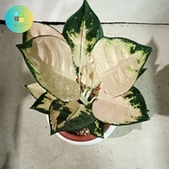tanaman aglonema escada bibit/bonggol