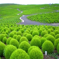 Flower Seed Broom Seed Peacock Pine Landscape Flower Sea Courtyard Grass