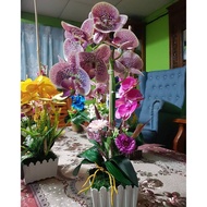 gubahan orkid latex premium