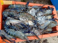 Terbaru Udang Galah Segar Udang Galah 1Kg Fresh Seafood Udang Galah