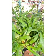 POKOK Rumput Siti Khadijah / Rumput Beijing