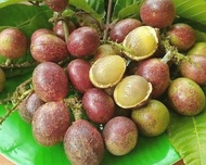 anak pokok matoa/longan brazil/buah kristal/buah 3 rasa