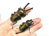 【愛森螗甲蟲館】彩虹鍬形蟲 62mm♂ x 40mm♀ 普彩 成蟲 成對蟲 飼育品 可動模型