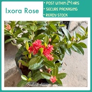 PBN - Ixora rose - Pokok bunga nursery houseplant outdoor real garden landscape tree flower coccinea