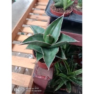 Sensevia/Snake Plant 4Sale