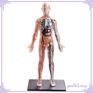 [PerfkfcMY] 1:6 4D Assembled Human Organ Anatomy Model Educational Montessori 3D Puzzle