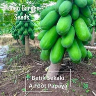 Benih Betik Sekaki - 20 Biji *Tanam Pasu* One Foot Papaya Pot Friendly - Mango Garden Seeds