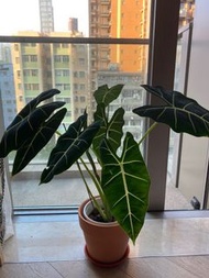 Alocasia Frydek