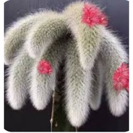 Fox Tail Monkey Tail Live Cactus