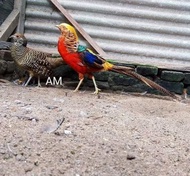 telur ayam hias golden pheasant fertil - TELUR-AYAM-GOLD ORIGINAL