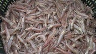 海鮮麵/酥炸必備 自產自銷 蛤仔庫 無毒 白蝦 / 冷凍 白蝦 一斤(600g)約 50/60。。