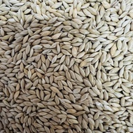 Canary Seed  For Birds / Parrots / Cockatel / Lovebirds / Budgie