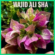 ✆ ◈ ▼ SALE!!! CUTTINGS ONLY!! with  (Rare Bougainvillea Cuttings)