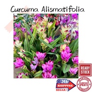 (GG real plant) curcuma alismatifolia  pink flowr Siam tulip thailand bunga ginger Pokok hidup hiasa