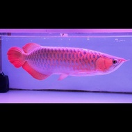 arwana super red 50cm merah