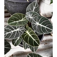 bibit bonggol alocasia black Velvet / alokasia black murah