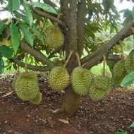 Baja untuk LEKATKAN PUTIK DURIAN DAN  BUAH 1.5 KG