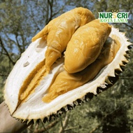 🔥HYBRID🔥 POKOK DURIAN TEKKA (D160) / Musang Queen / Green Bamboo / Durio Zibethinus / Live Plants