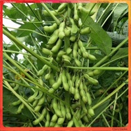 【Ready Stock】5pcs Biji benih kacang bulu australia edamame