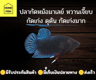 ปลากัดหม้อมาเลย์หวานเจี๊ยบ กัดเก่ง กัดดุดัน กัดเก่งมาก เพศผู้ อายุ8 เดือน ( มีรับประกันสินค้า) ( มีเ