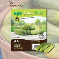 GHZ - Baba Smart Grow Seeds VE-041 Mini Cucumber (Timun Mini) 15SEEDS Vege Seed Biji Benih Sayur Sayuran