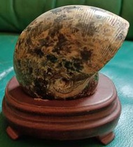天然鸚鵡螺化石小擺飾