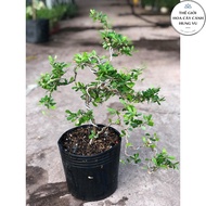 Bonsai fir tree