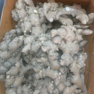 高山文冬姜 Bentong Ginger (400G) - TW kuantan