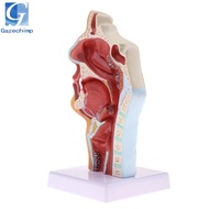 [Gazechimp] Human Body  Model - 1:1 Human  Nasal Cavity   Model, School Educational Model