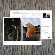 No.152臺灣明信片 / 臺中興大一村貓咪 / 任選買10送1