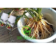 Big Sale vit o Plant vitamin Plant Nutrition Organic Fertilizer vitamin b1 Fertilizer Buy 12 Get 1 F