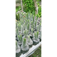 Cactus Ornamental Plants Cotton Cactus Cactus Plants