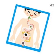 NEX Interactive Digestive System Anatomy Model Digestive Organ Anatomy Poster Model