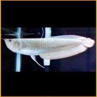 ikan arwana silver red jumbo size 30cm an