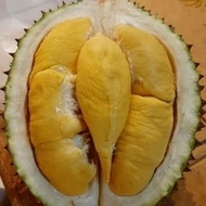 Durian Musang King Malaysia Utuh
