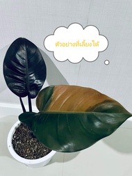 philodendron black cardinal variegated 💥

แบล็คคาดินัล ด่างส้ม
เปิดด่างส้ม ฮาฟๆ สายลุ้นไม่ควรพลาด