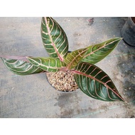 Sindo - Aglaonema Pride Of Sumatera Live Plant DP9HLPU573