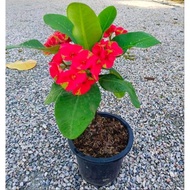 ANAK POKOK BUNGA MAHKOTA DURI (WARNA MERAH)