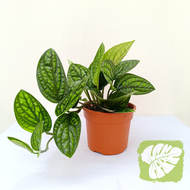 Monstera Peru Monstera karstenianum IOB
