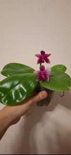 Phal.bellina X Phal.violacea 蘭花