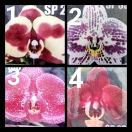 Phalaenopsis Hybrid - 2.5" pot ( No Flower )