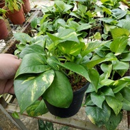 🌱 Money Plant pokok viral indoor Pokok Hidup Live plant Hiasan Garden Outdoor Tahan Panas dan Mudah 