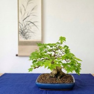 小品盆栽・日本宮樣楓