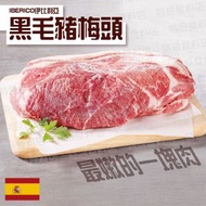 西班牙IBERICO伊比利亞黑毛豬梅頭(橡果級)(93149)｜豬肉 (急凍-18°C)