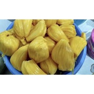 Pokok Nangka madu j33 hybrid