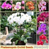 Phalaenopsis Orchid Seeds for Planting (Approx 50 Seeds, Mix Color, Easy To Grow) | Flower Seeds Bonsai Tree Live Plants