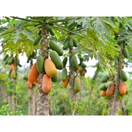 150 Biji Betik Sekaki | Betik Hong Kong One Foot Papaya Ceylon Tropical Best Offer